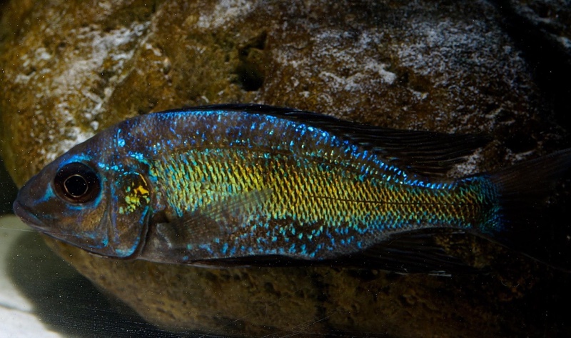 Cyathopharynx sp. 'green flush' Sibwesa